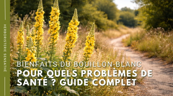 Les bienfaits du bouillon-blanc  Vos besoins de santé, nos réponses - Guide complet - Herboristerie Sensathé